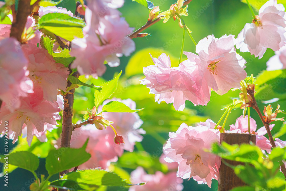 Beautiful blossom pink sakura cherry tree and green leaves in soft sunlight. Floral spring background.