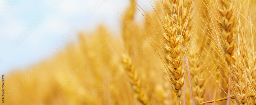 Rural landscape, banner - wheat ears in the rays of the summer sun, closeup with space for text