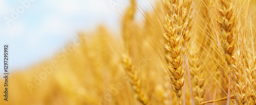 Obraz na płótnie Rural landscape, banner - wheat ears in the rays of the summer sun, closeup with space for text w salonie