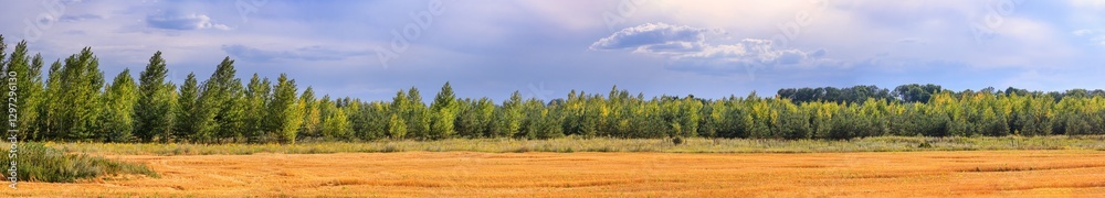 Harvested wheat field in the rays of the summer sun against the background of a young forest. Rural scenery, huge panorama, banner
