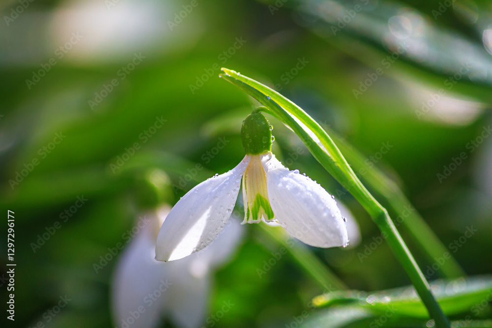 Beautifull snowdrops - blooming white flowers in early spring in the forest, closeup with space for text