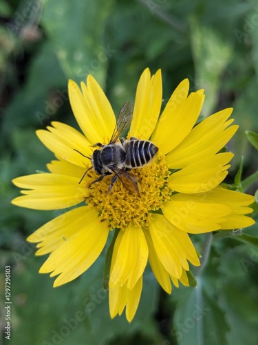 bee on flower