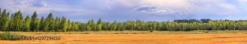 Obraz na płótnie Harvested wheat field in the rays of the summer sun against the background of a young forest. Rural scenery, huge panorama, banner w salonie