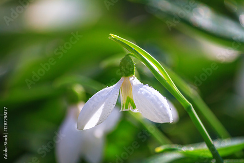 Obraz na płótnie Beautifull snowdrops - blooming white flowers in early spring in the forest, closeup with space for text w salonie