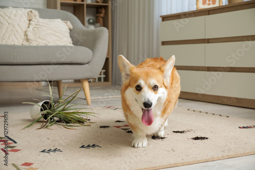 Cute happy Corgi dog with o...