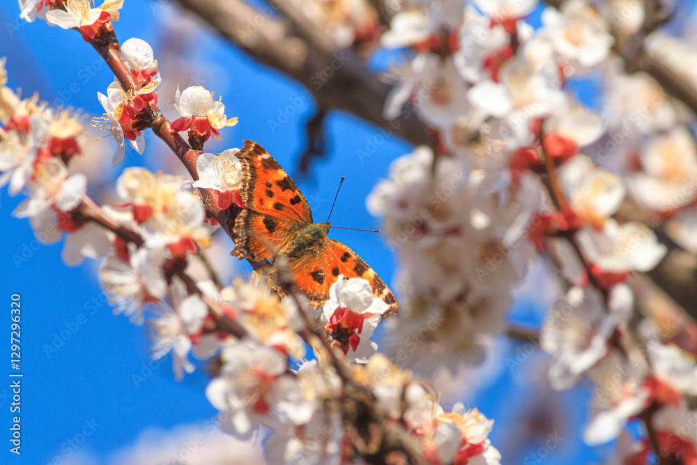 Spring background - flowers of apricot tree with the butterfly small tortoiseshell on the background of a blooming garden, closeup