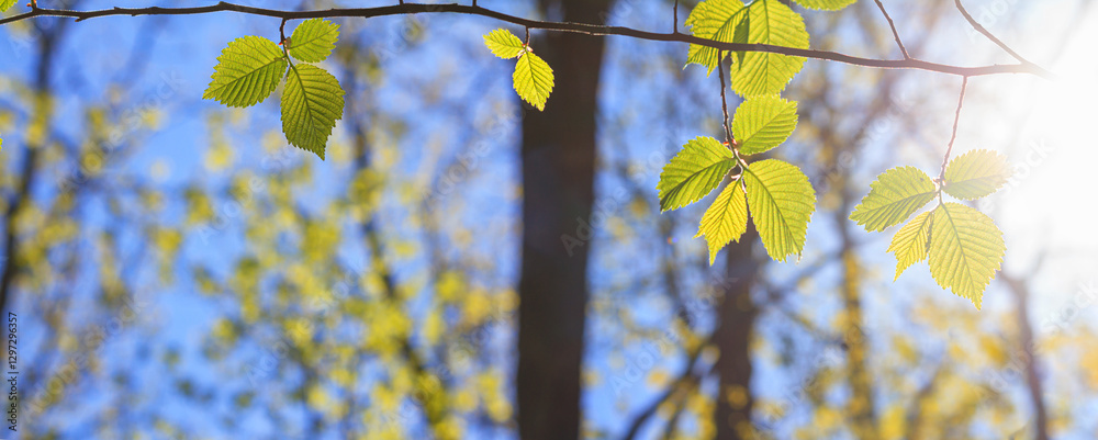 Spring landscape, background, banner - view of the hazel leaves on the branch in the deciduous forest on a sunny day, close up, with space for text