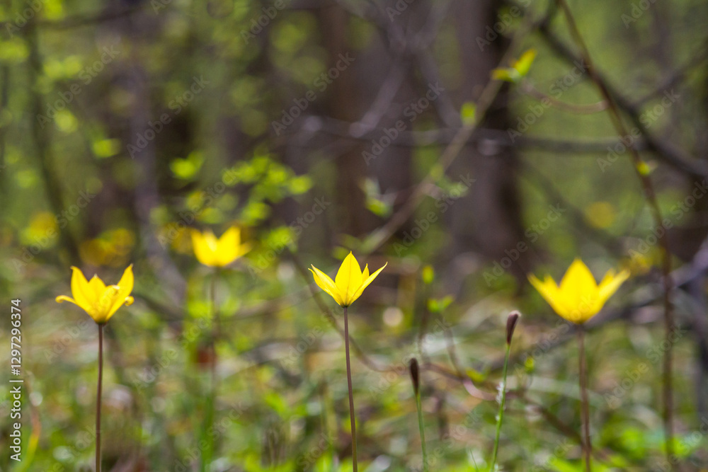 Selective focus of the yellow wild tulip or woodland tulip flowers against the background of the spring deciduous forest