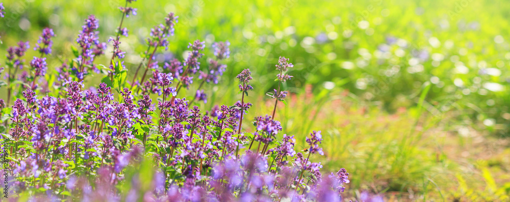 Catnip with purple flowers on a blurred background in a field with selective focus in the rays of the spring sun, background, banner with space for text