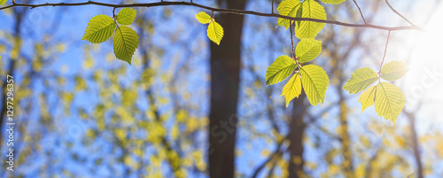 Obraz na płótnie Spring landscape, background, banner - view of the hazel leaves on the branch in the deciduous forest on a sunny day, close up, with space for text w salonie