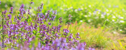 Obraz na płótnie Catnip with purple flowers on a blurred background in a field with selective focus in the rays of the spring sun, background, banner with space for text w salonie