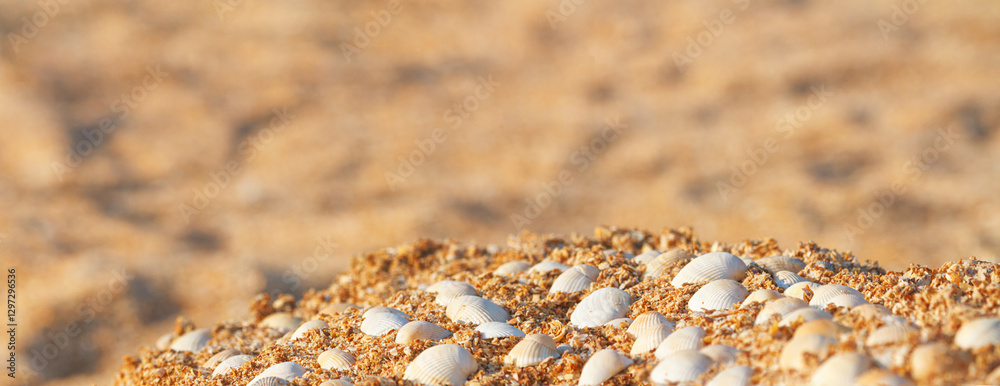Summer natural background - seashells on the sand on the shore of the sea beach. Horizontal banner with copy space for text