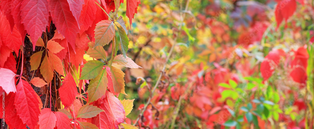 Autumn landscape, banner - a view of the foliage of the virgin ivy climbing the tree trunk in the rays of the sun. Horizontal background with copy space for text