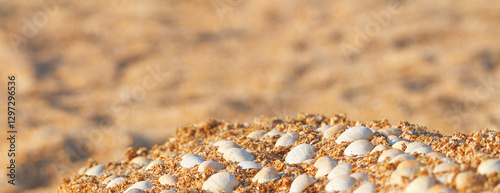 Obraz na płótnie Summer natural background - seashells on the sand on the shore of the sea beach. Horizontal banner with copy space for text w salonie