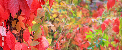 Obraz na płótnie Autumn landscape, banner - a view of the foliage of the virgin ivy climbing the tree trunk in the rays of the sun. Horizontal background with copy space for text w salonie