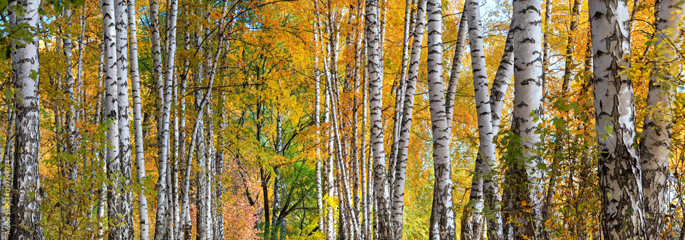 Birch grove on sunny autumn day, beautiful landscape through foliage and tree trunks, panorama, horizontal banner