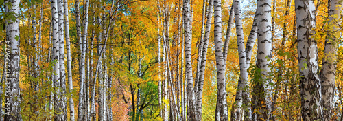 Obraz na płótnie Birch grove on sunny autumn day, beautiful landscape through foliage and tree trunks, panorama, horizontal banner w salonie