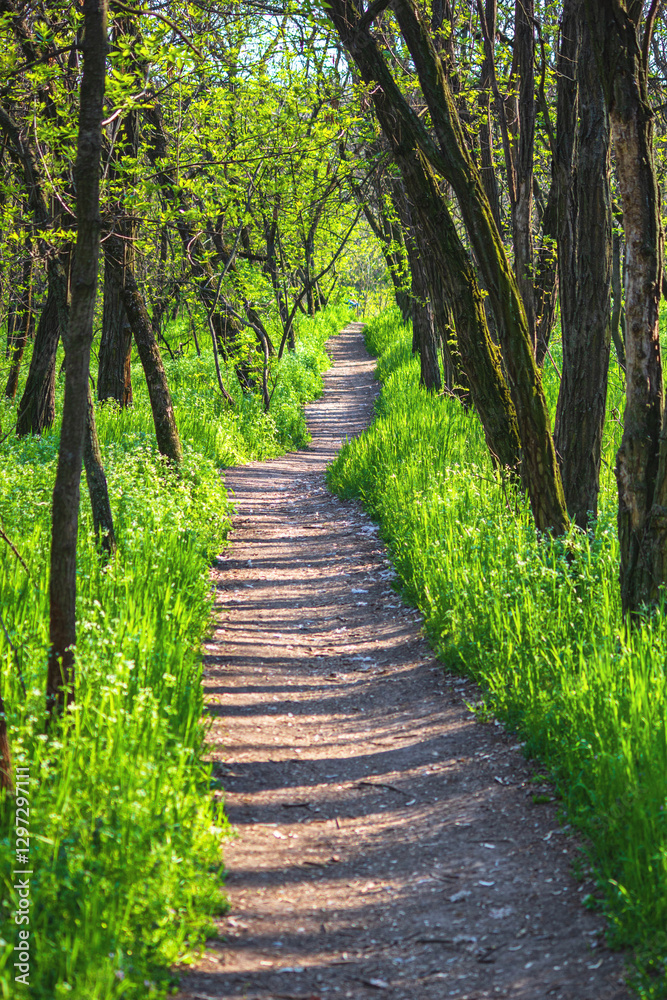 Spring landscape - view of a narrow forest path through tall fresh grass in the sunshine