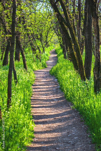 Obraz na płótnie Spring landscape - view of a narrow forest path through tall fresh grass in the sunshine w salonie