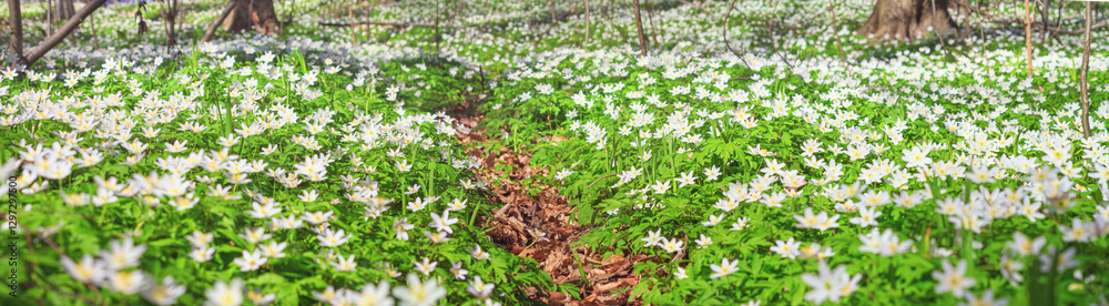 Spring landscape, banner, panorama - view of the path through the meadow with anemone nemorosa in the spring forest. Horizontal background