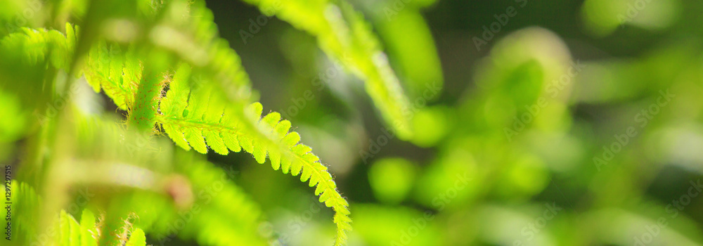 Green fern leaf in the morning rays of the spring sun, selective focus. Horizontal blurred banner with copy space for text