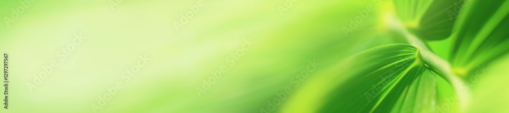 Plant background, green leaf plant in the morning spring forest, selective focus. Horizontal blurred banner with copy space for text