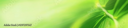 Obraz na płótnie Plant background, green leaf plant in the morning spring forest, selective focus. Horizontal blurred banner with copy space for text w salonie