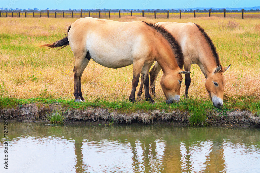 Summer landscape - view of two of Przewalski's horses grazing near a reservoir in the dry steppe, Ukrainian nature reserve Askania-Nova, Ukraine