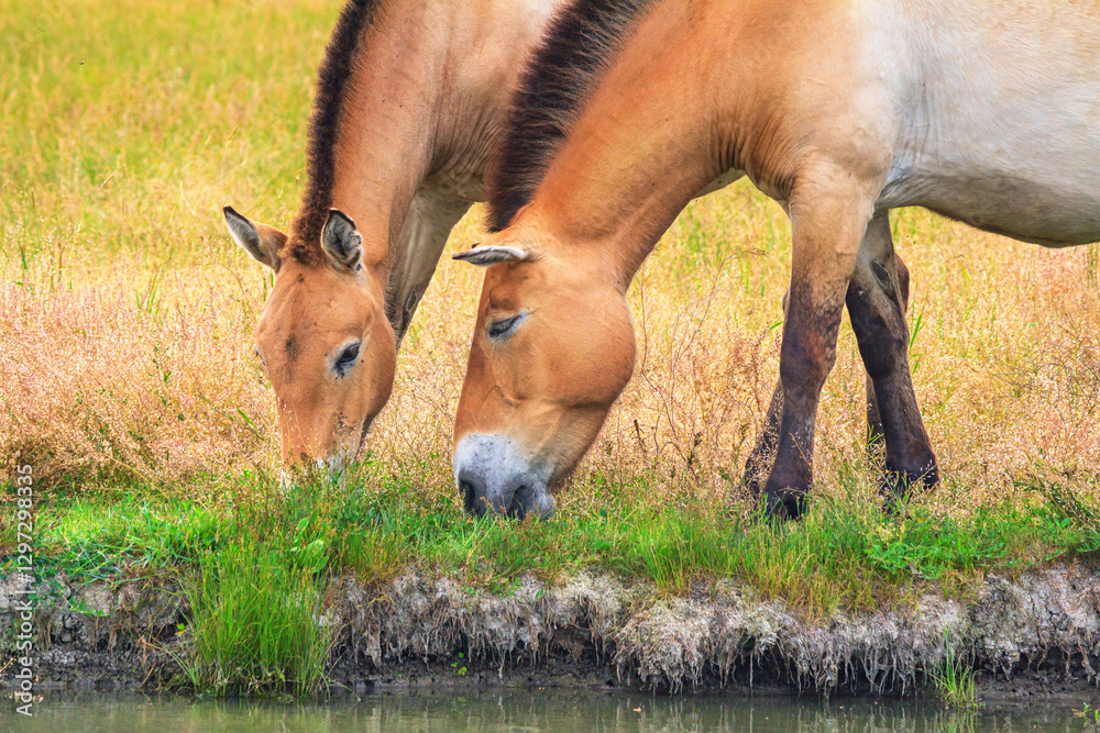 Summer landscape - view of Przewalski's horses close-up grazing on the river bank in the dry steppe