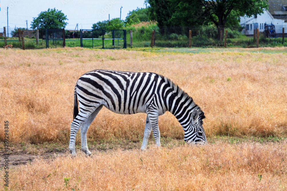 Summer landscape - view of a zebra grazing in dry steppe, Ukrainian nature reserve Askania-Nova, Kherson Oblast, Ukraine