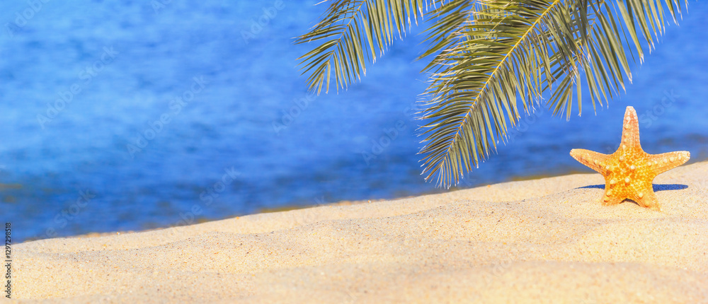 View of a beach with starfish and palm branches under the hot tropical sun, selective focus, banner. Concept of sandy beach holiday, background with copy space for text