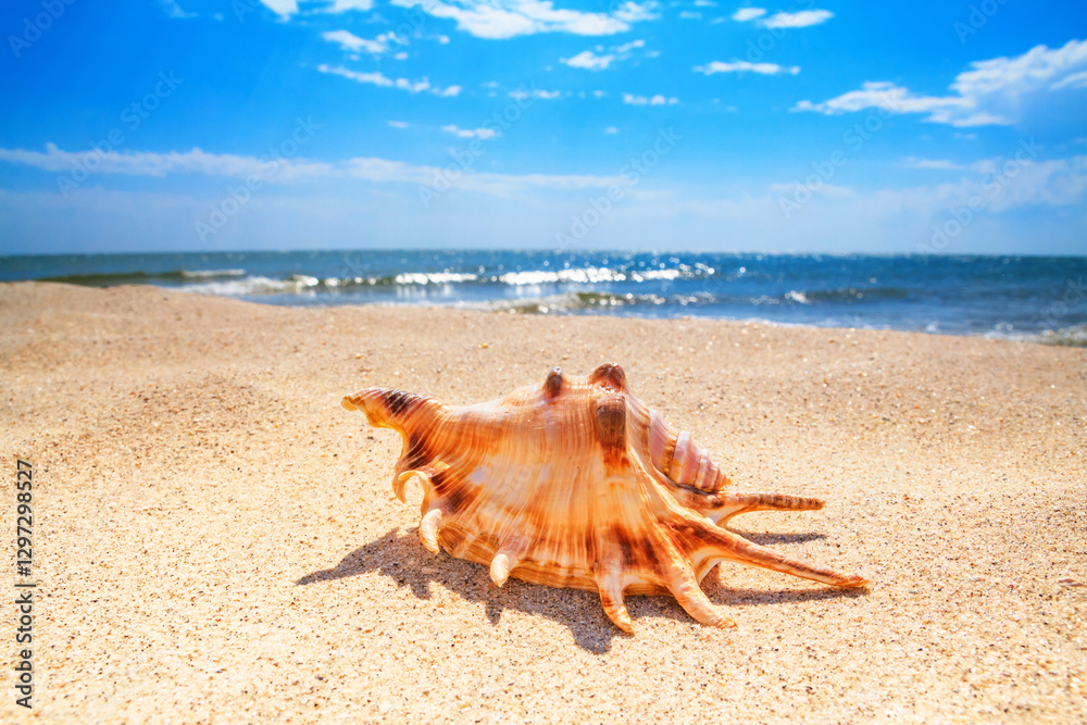 View of a beach with seashell on the sand under the hot summer sun, selective focus. Concept of sandy beach holiday, background with copy space for text