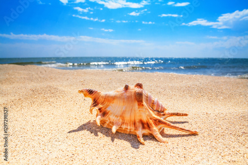 Obraz na płótnie View of a beach with seashell on the sand under the hot summer sun, selective focus. Concept of sandy beach holiday, background with copy space for text w salonie