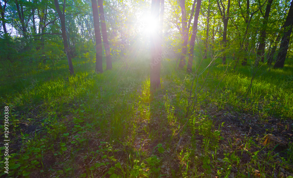Fototapeta premium green spring forest glade in light of sparkle sun, beautiful seasonal outdoor scene