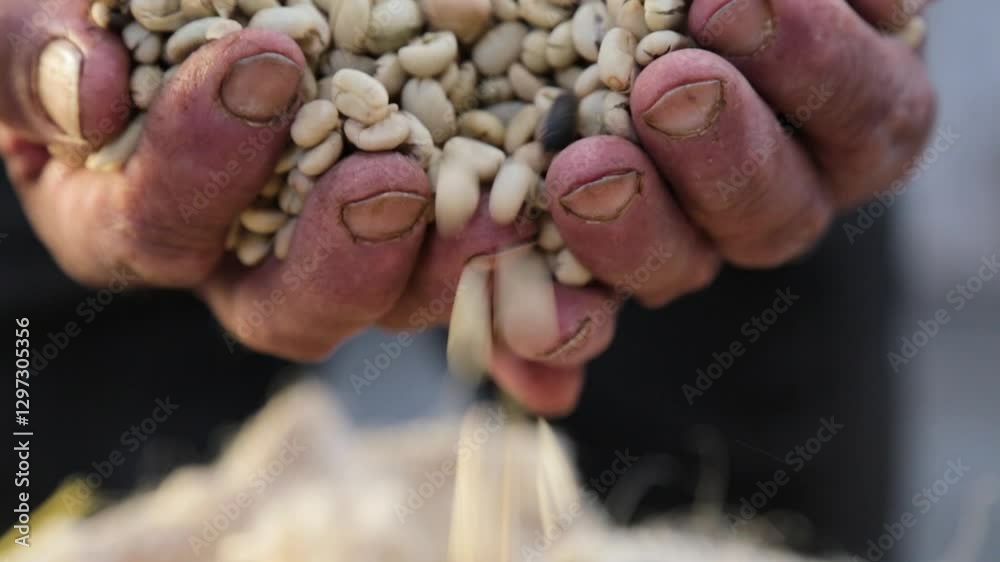 Dried Coffee Beans Ready for Roasting – Close-Up
