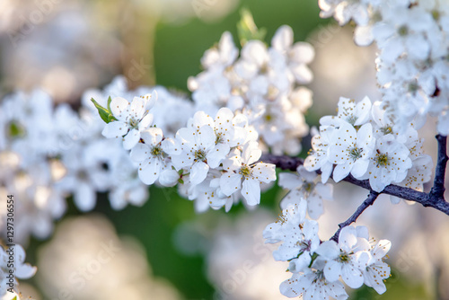 Cherry blossom branch in the garden in spring