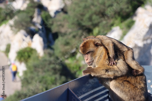 Berber ape looking down at rock of Gibralter