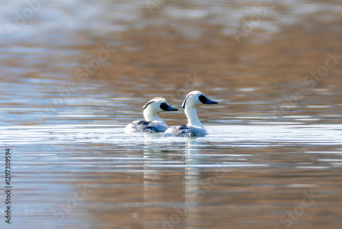 冬の池を泳ぐミコアイサ photo