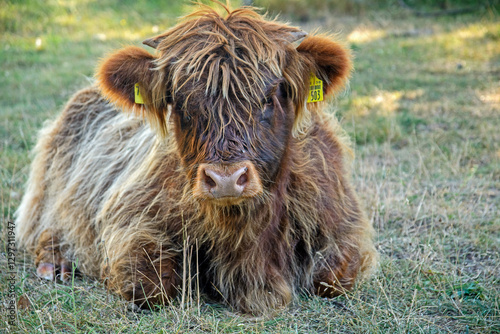 young galloway cattle