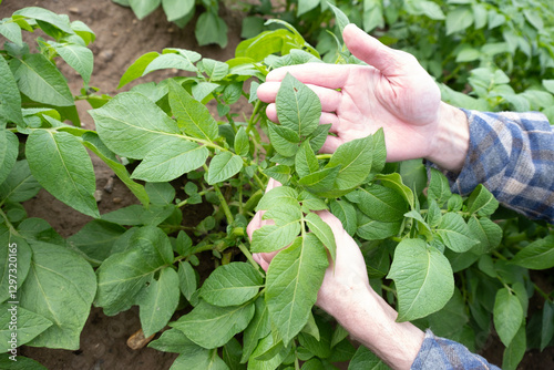 farmer checking quality potato crop, plant health green potato tops, tuberous herbaceous plant, Solánum tuberósum, agricultural scene, agricultural land, farm life