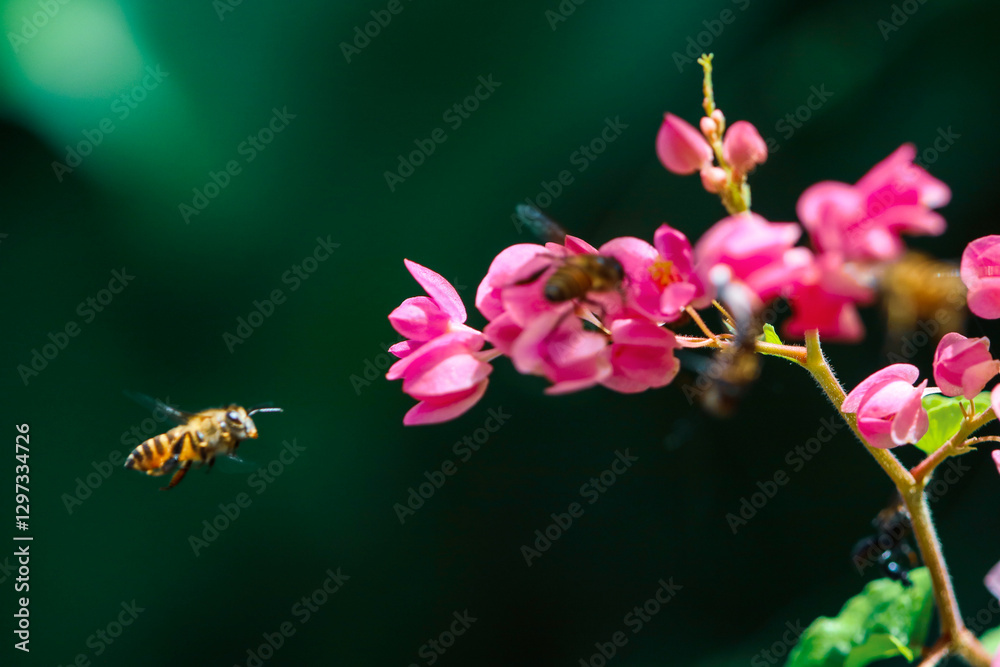 Obraz premium Flowers