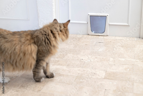 Cat walking by a pet door. Cat looking at a cat door installed in an interior door.