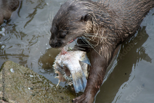 Canvas Print Smooth-coated otters in the Singapore river.