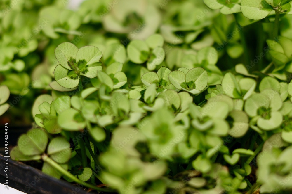 Green Clover Plant Ground Cover Green Clover Plant Ground Cover