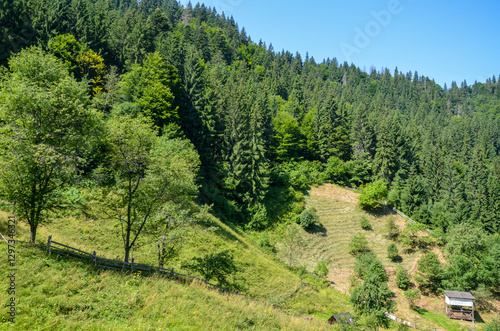 Wall Mural Tranquil forest scene showcasing hillside with lush green trees and open grassland under sunlight, evoking calm and serenity in nature