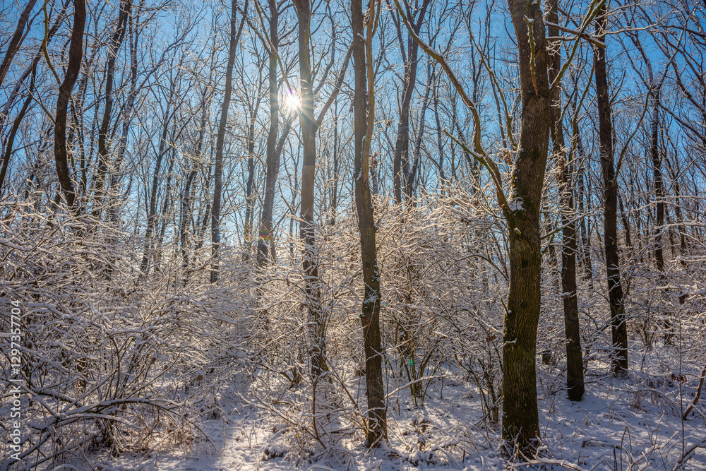 Fototapeta premium Winter landscape at the morning , snow covered trees, beautiful trees with sun , blue colors , snowy weather , cold and frozen 
