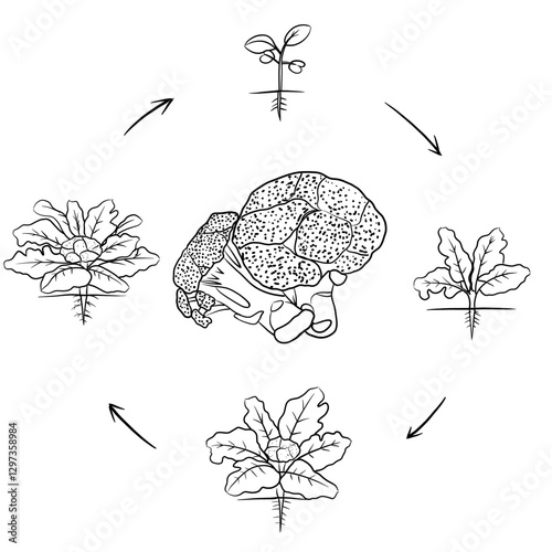Hand drawn vector sketch illustration Line art, Life cycle of Broccoli plant, Growth stages from seed to flowering and fruiting plant isolated on white background