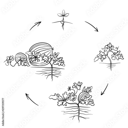 Hand drawn vector sketch illustration Line art, Life cycle of Watermelons plant, Growth stages from seed to flowering and fruiting plant isolated on white background