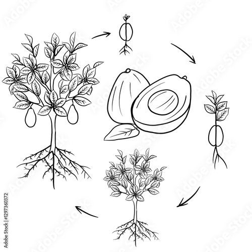 Hand drawn vector sketch illustration Line art, Life cycle of Avocado plant, Growth stages from seed to flowering and fruiting plant isolated on white background