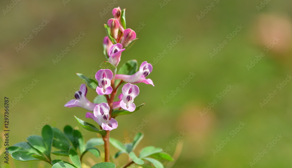 Corydalis 1178 Corydalis 1178